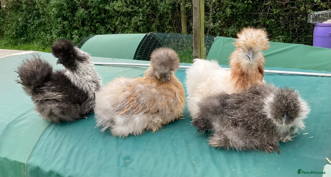 Chickens poultry for sale: Bearded Silkie Hatching Eggs - Advert 2