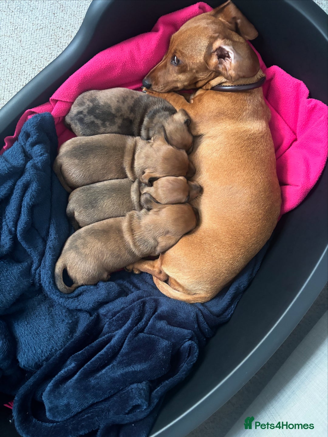 Miniature Dachshund dogs for sale: Miniature smoothed haired dachshund  - Image 17