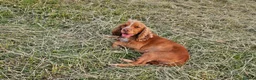 Cocker Spaniel dogs for sale: Cocker Spaniel Puppies - Advert 3