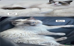 Ragdoll cats for sale: PUREBRED RAGDOLL KITTENS - Image 2