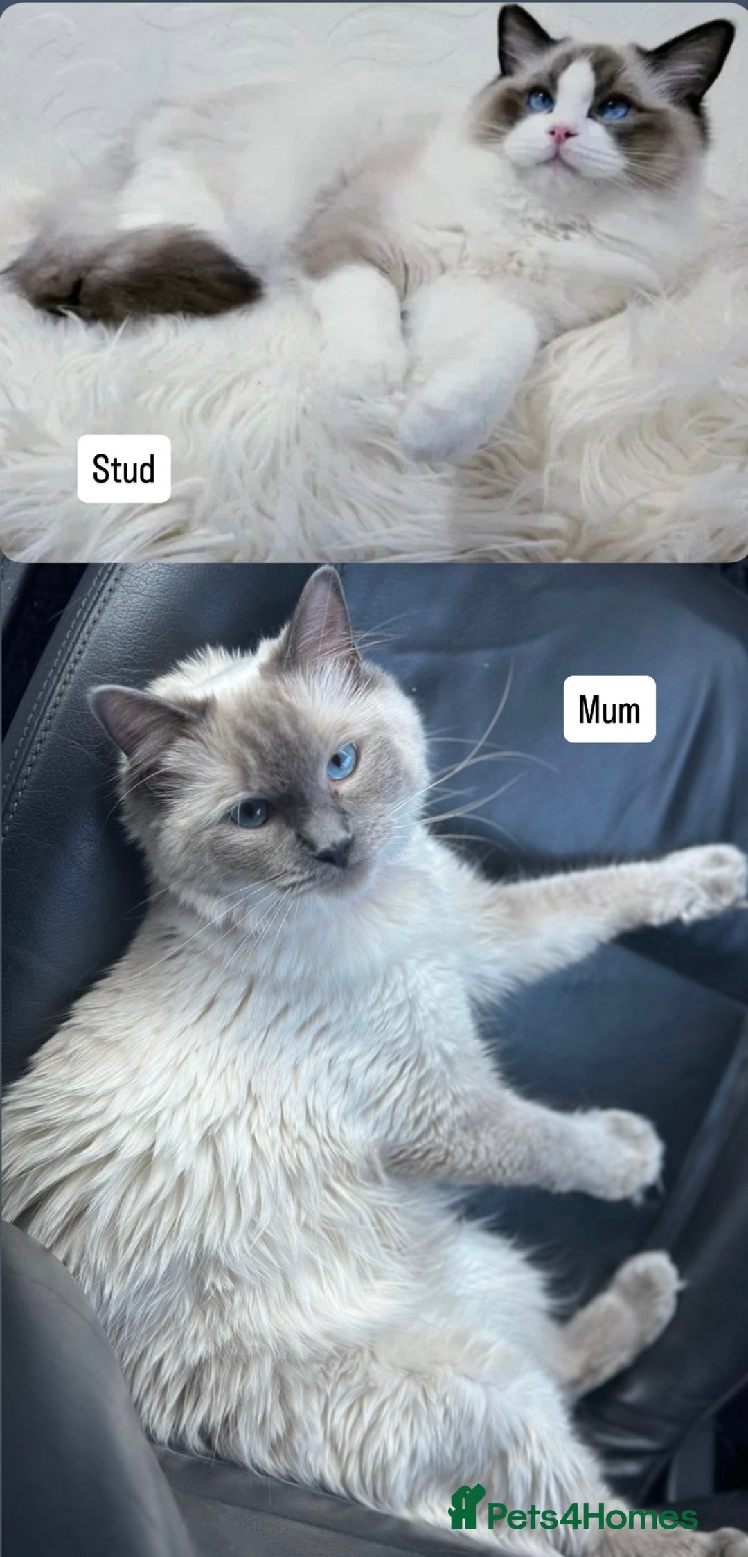 Ragdoll cats for sale: PUREBRED RAGDOLL KITTENS - Image 2
