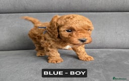 Toy Poodle dogs for sale: STUNNING RED TOY POODLE 🤩🐶 - Image 17