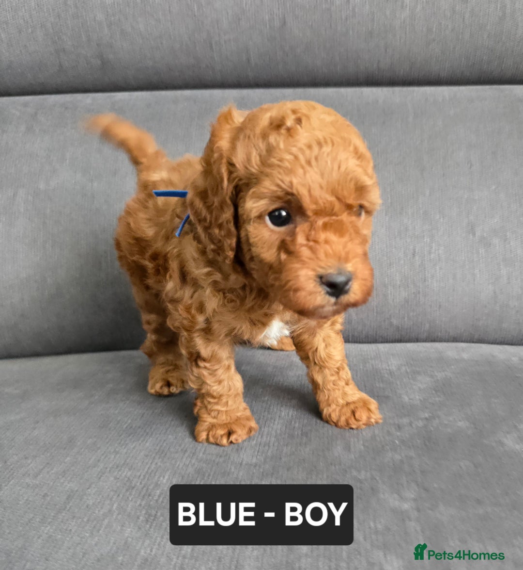 Toy Poodle dogs for sale: STUNNING RED TOY POODLE 🤩🐶 - Image 17
