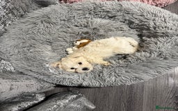 Bichon Frise dogs for sale: One little girl and boy are looking for a family🤍 - Image 8