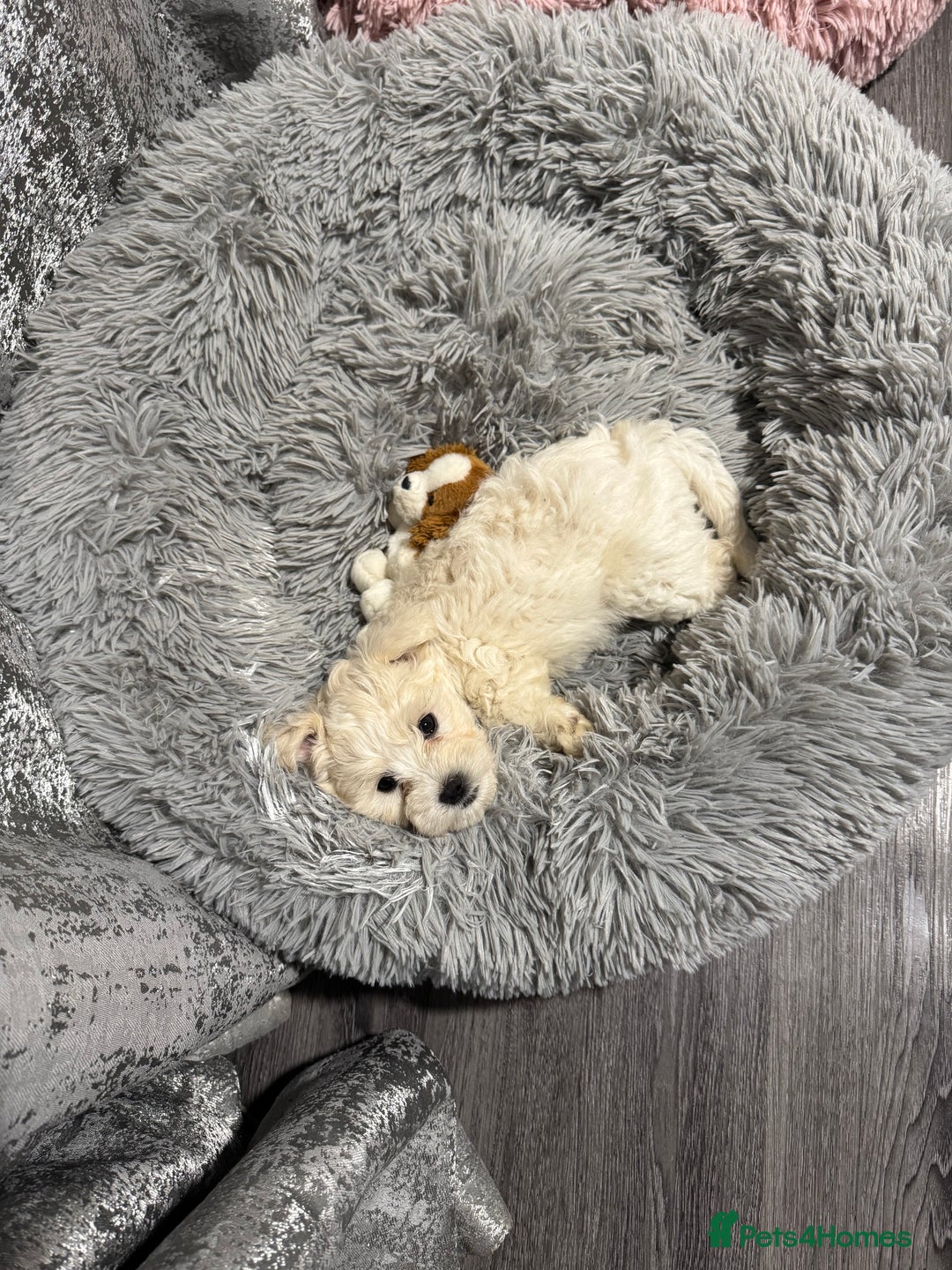 Bichon Frise dogs for sale: One little girl and boy are looking for a family🤍 - Image 8