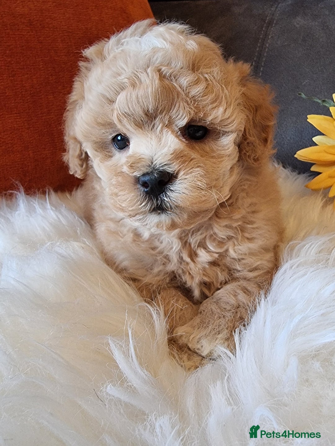 Shihpoo dogs for sale: Adorable best friend Shihpoo pups Fully Vaccinated - Advert 39