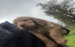 Cocker Spaniel dogs for sale: KC registered cocker spaniel pups for sale  - Image 24