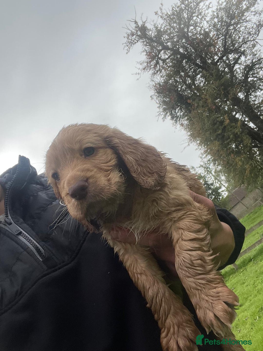 Cocker Spaniel dogs for sale: KC registered cocker spaniel pups for sale  - Image 24