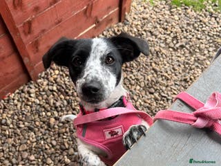 Mixed Breed dogs Jack Russell Cross - Advert 1