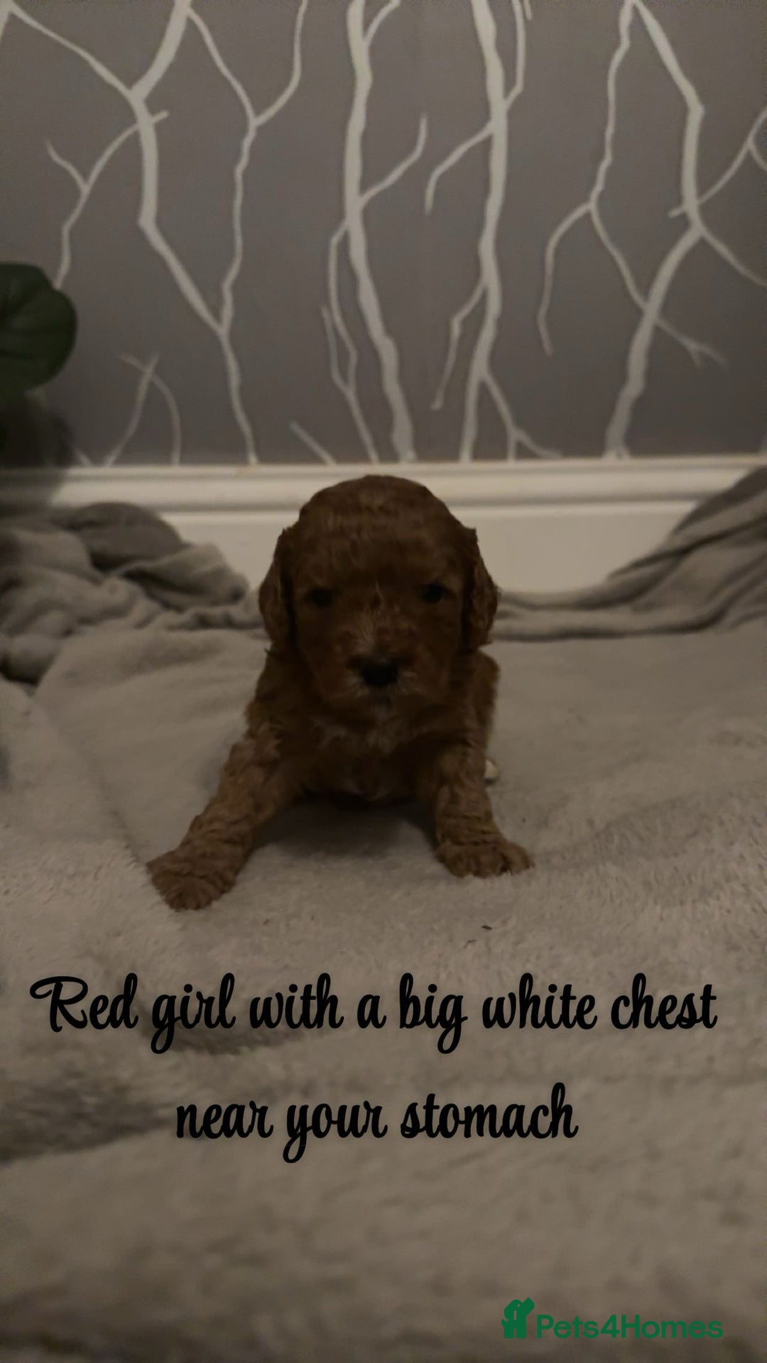 Cavapoo dogs for sale: DNA clear cavapoo puppies  - Advert 8