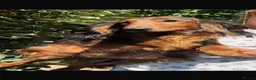 Dachshund dogs for sale: Miniature long haired dachshund puppies  - Advert 6