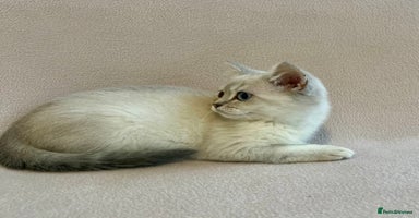 British Shorthair cats - Advert 7