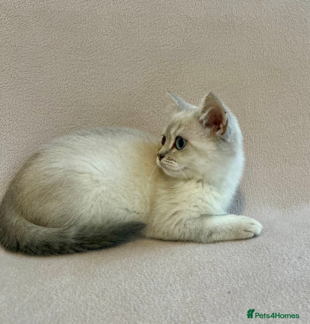 British Shorthair cats for sale: PUREBRED BSH KITTENS SOLD - Image 3