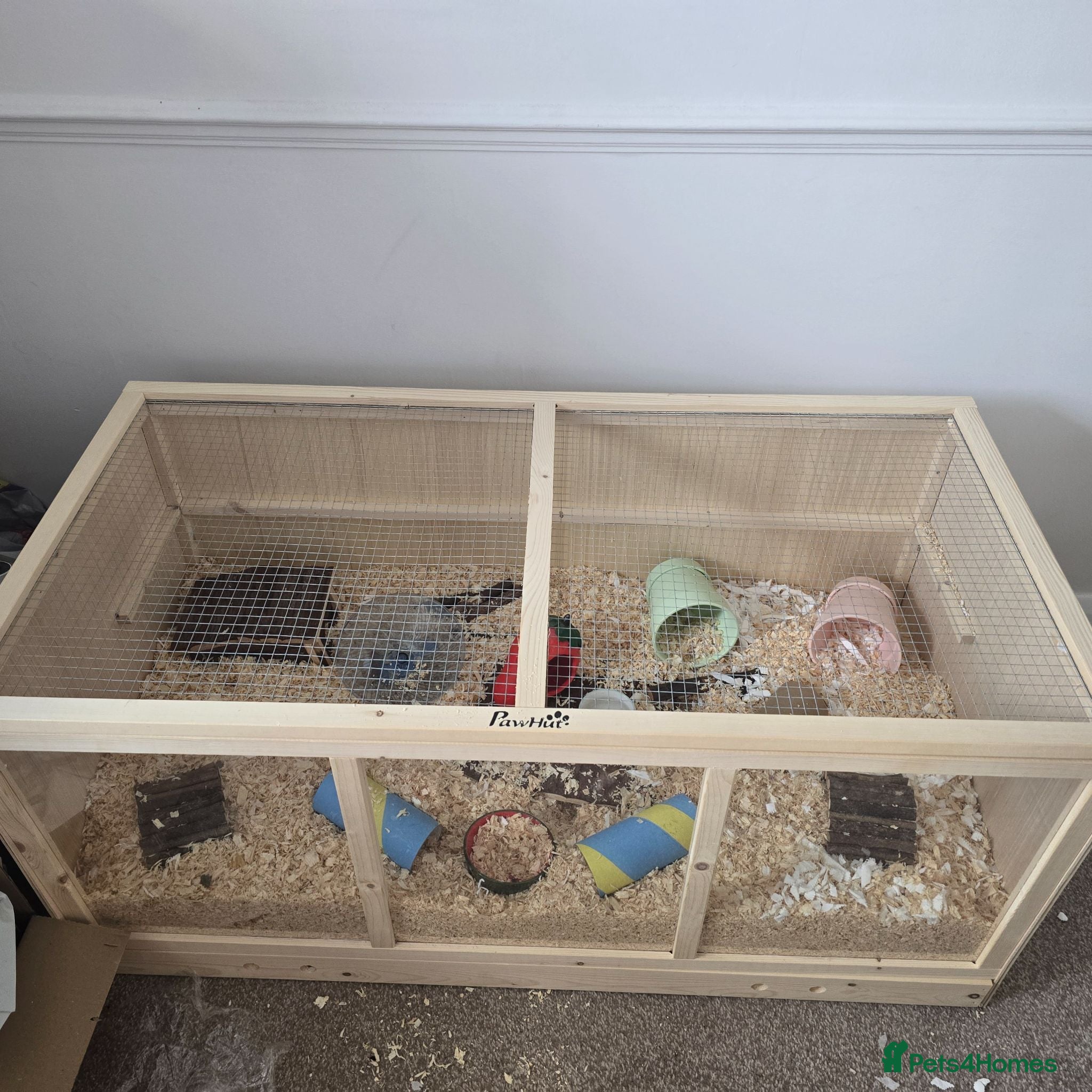 Hamster rodents Dwarf hamster and all accessories for sale - Advert 2