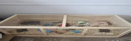 Hamster rodents for sale: Dwarf hamster and all accessories for sale - Advert 1