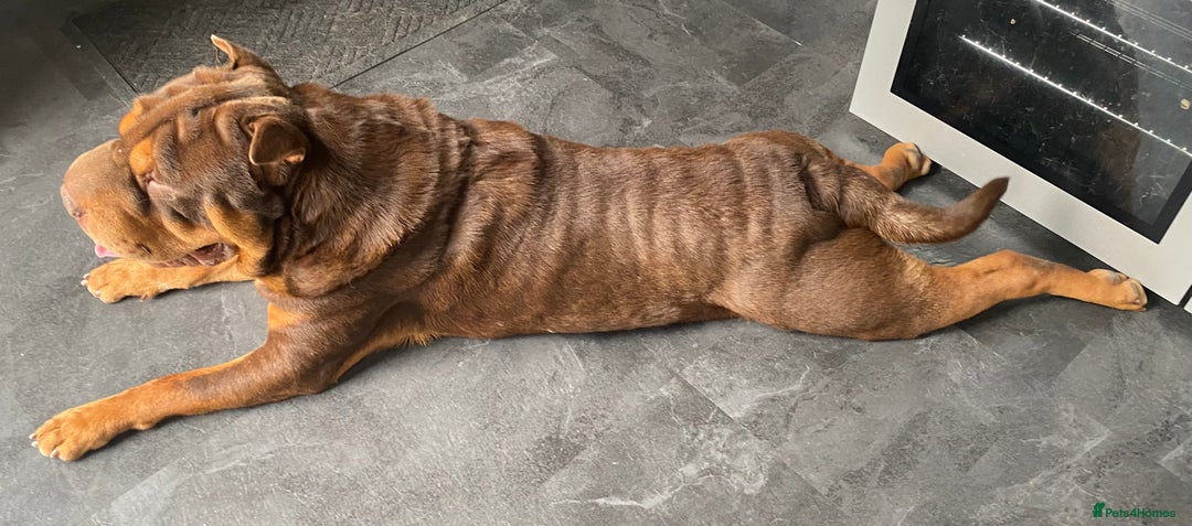 Shar Pei dogs for stud: Stunning Chocolate and Tan Boy - Image 5