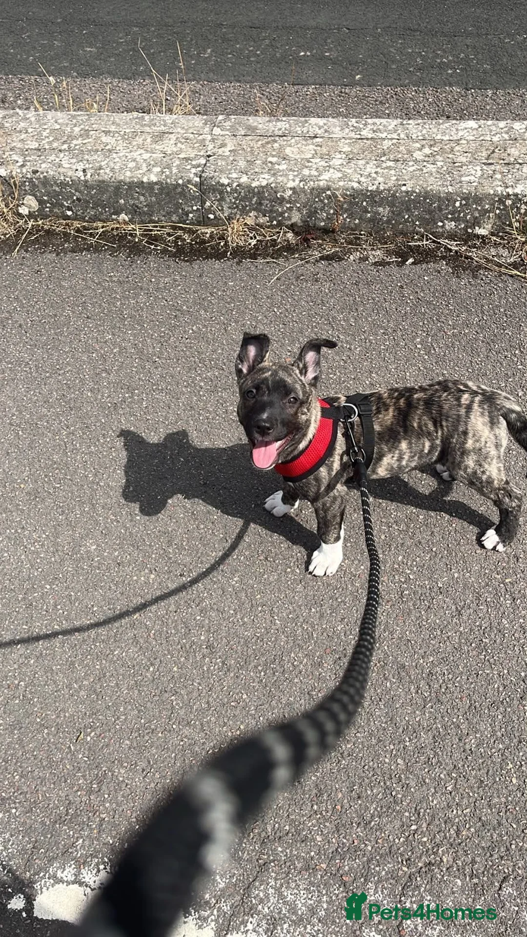 Mixed Breed dogs for sale: Puppy for sale in Bristol - Advert 2