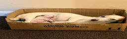 Jack Russell dogs for sale: Jack Russell  in London - Advert 4