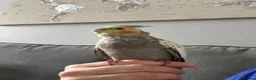 Cockatiels birds for sale: Bonded cockatiels for sale  - Advert 7