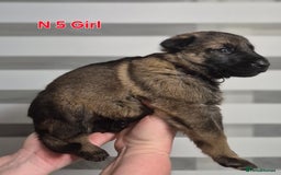 German Shepherd dogs for sale: German Shepherd  - Image 19
