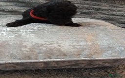 Jackapoo dogs for sale: Beautiful Jackapoos puppies - Advert 8