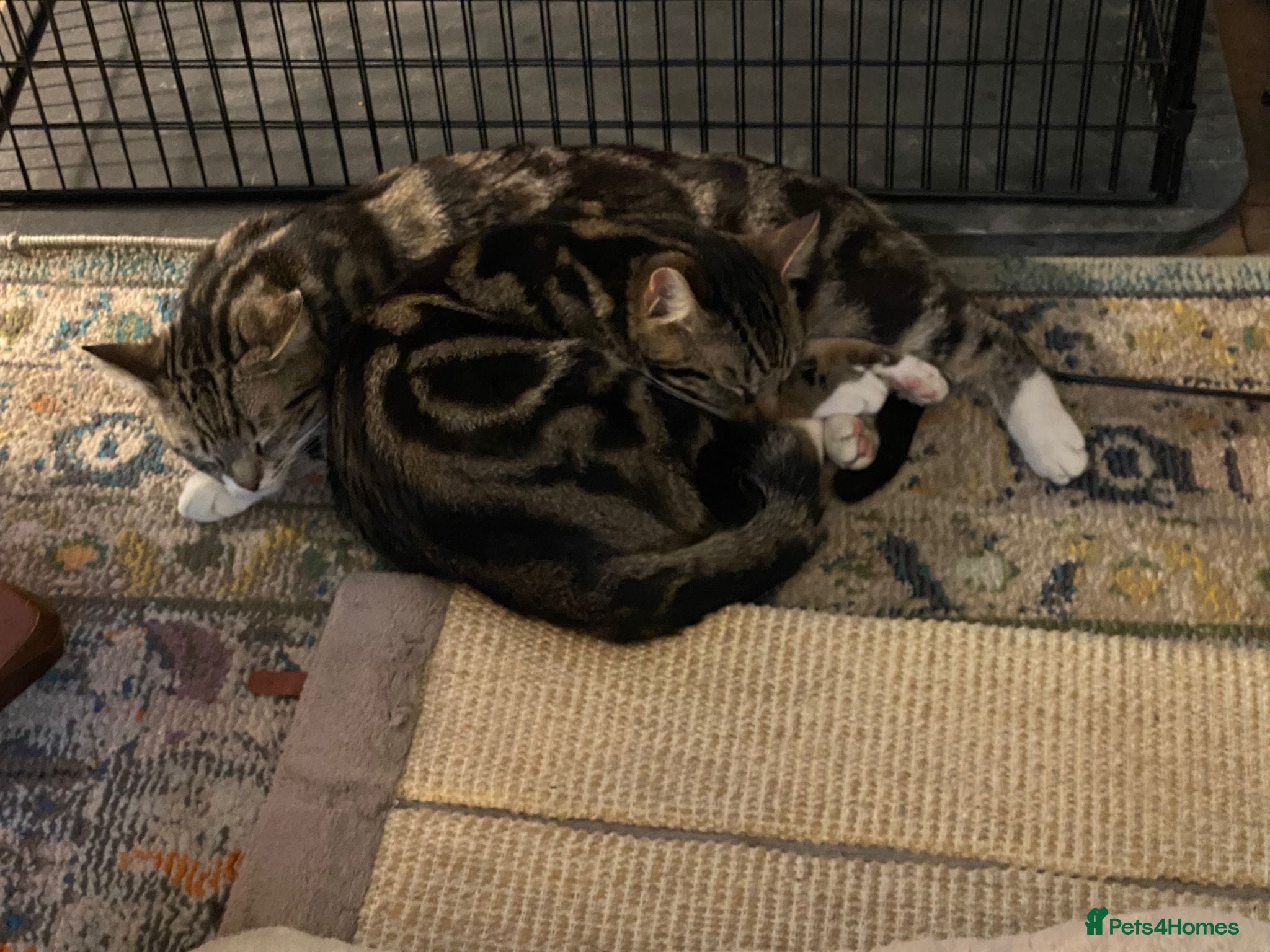 Adorable bonded pair — Domestic Shorthair
