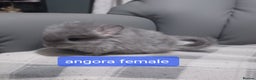 Chinchilla rodents for sale: Chinchilla kits to reserve  - Advert 2