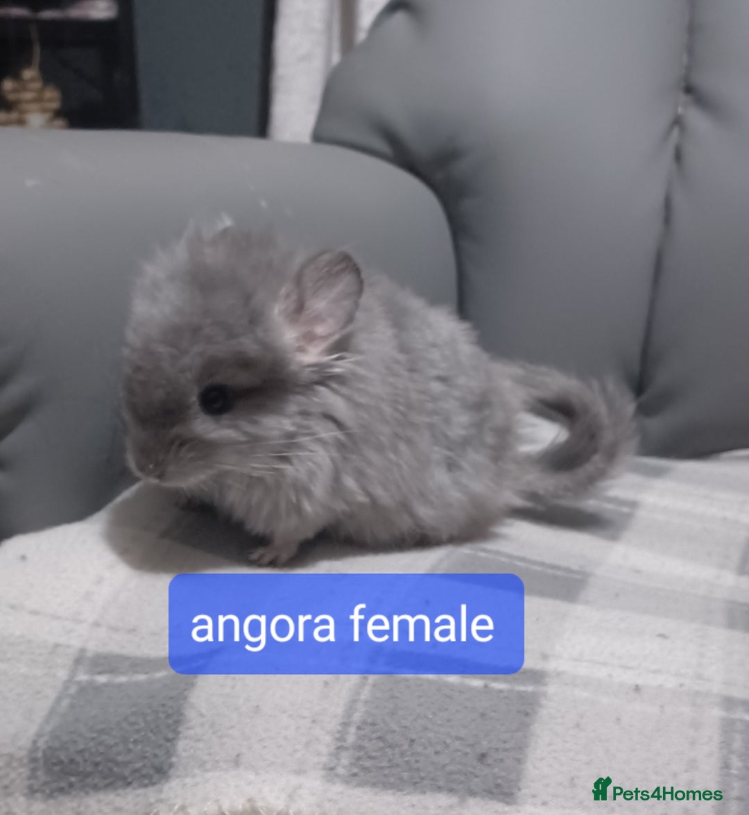 Chinchilla rodents for sale: Chinchilla kits to reserve  - Advert 2