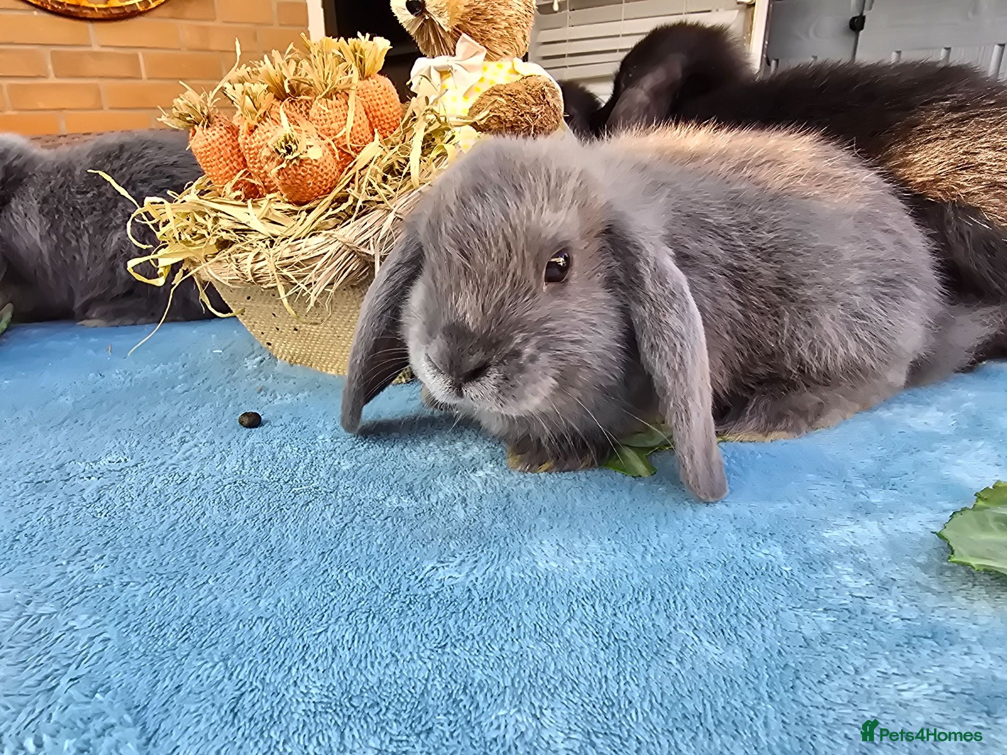Mini Lop rabbits Mini Lops - Advert 1