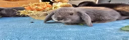 Mini Lop rabbits for sale: Mini Lops in Cambridge - Advert 13