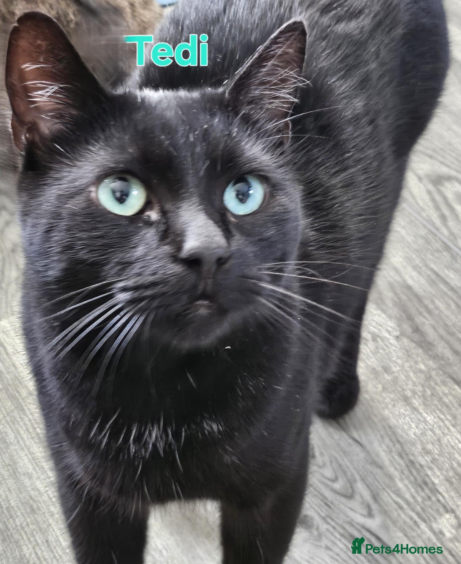 British Shorthair cats Cat for adoption - Advert 4