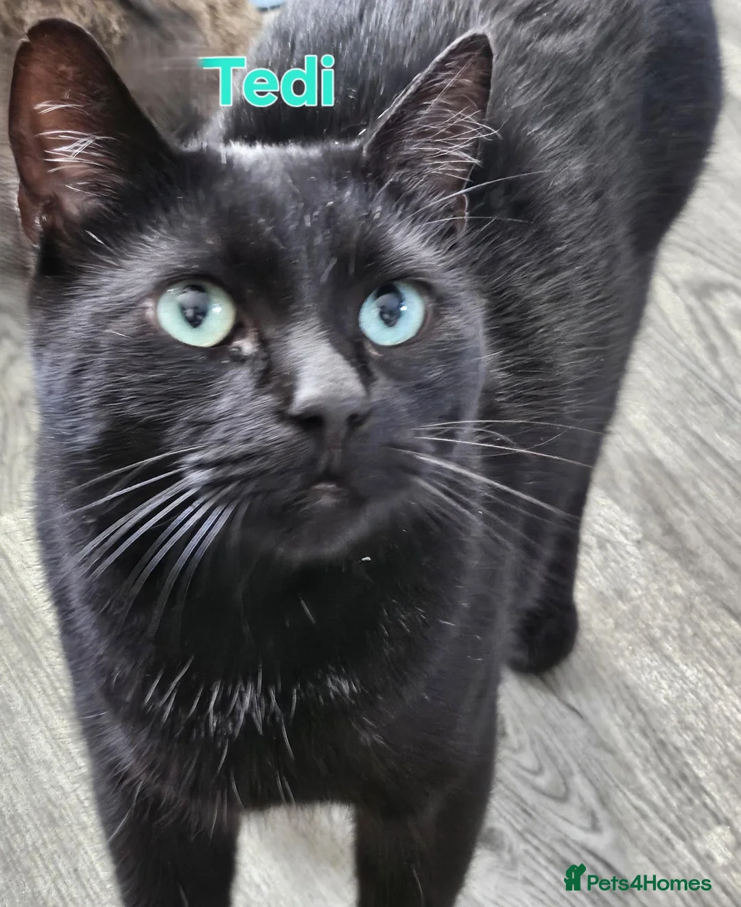 British Shorthair cats for sale: Cat for adoption - Advert 1