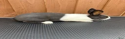 Dutch rabbits for sale: Baby Dutch Rabbits For Sale  - Advert 6