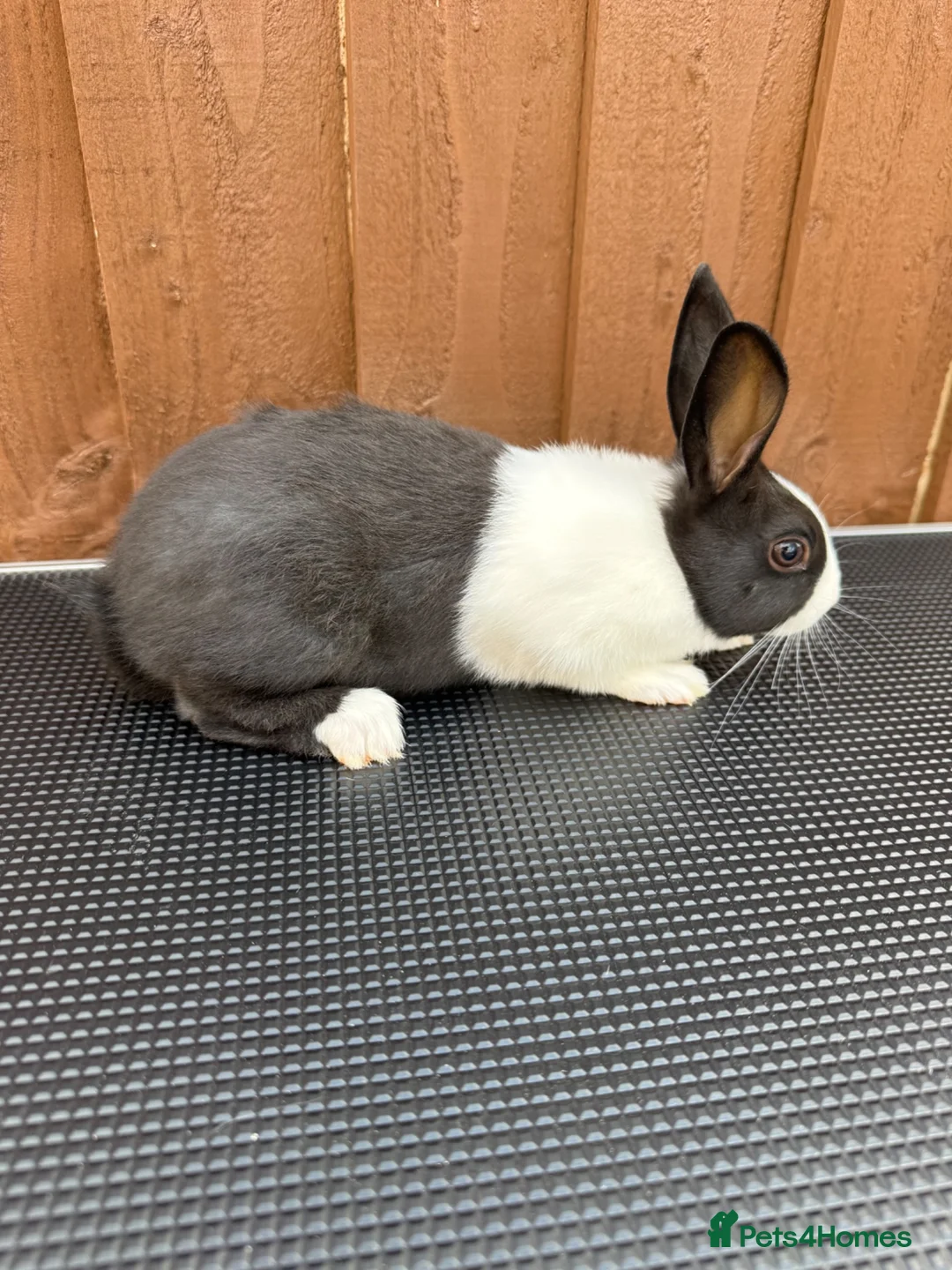 Dutch rabbits for sale: Baby Dutch Rabbits For Sale  - Advert 2