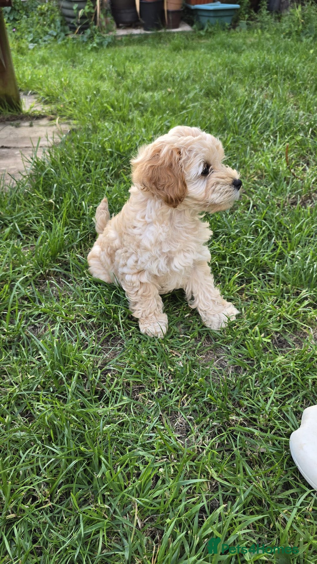 Cockapoo dogs for sale: Girl reavailable F1B cockapoo puppy health tested in Ormskirk - Image 2