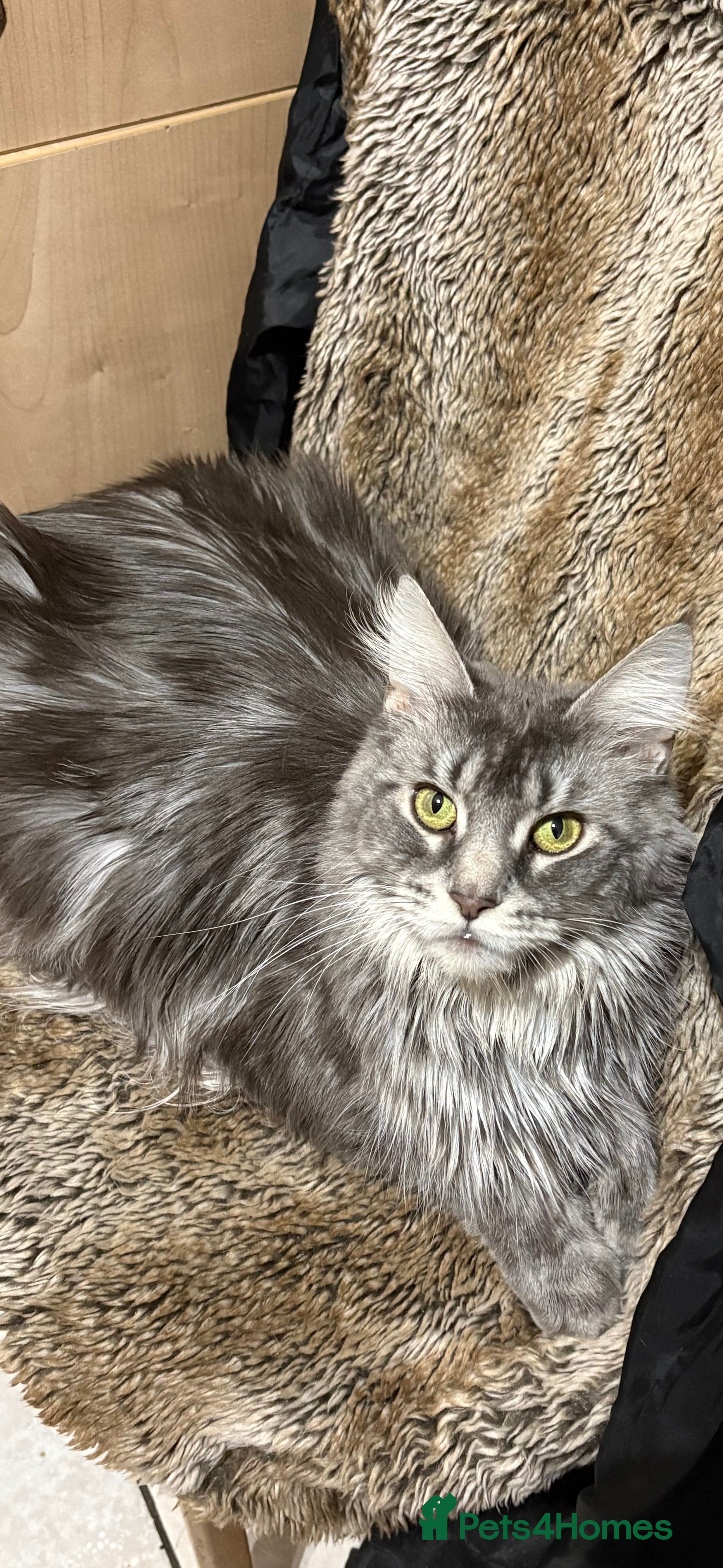 Maine Coon cats Gccf registered Maine coon kittens - Advert 3