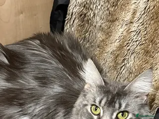 Maine Coon cats Gccf registered Maine coon kittens - Advert 3