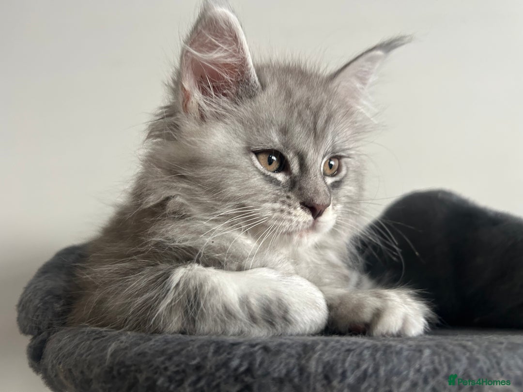 Maine Coon cats for sale: Pedigree Massive TICA Registered Maine Coon Large - Advert 12