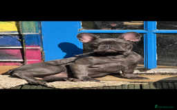 French Bulldog dogs for sale: Abi French bulldog - Image 1