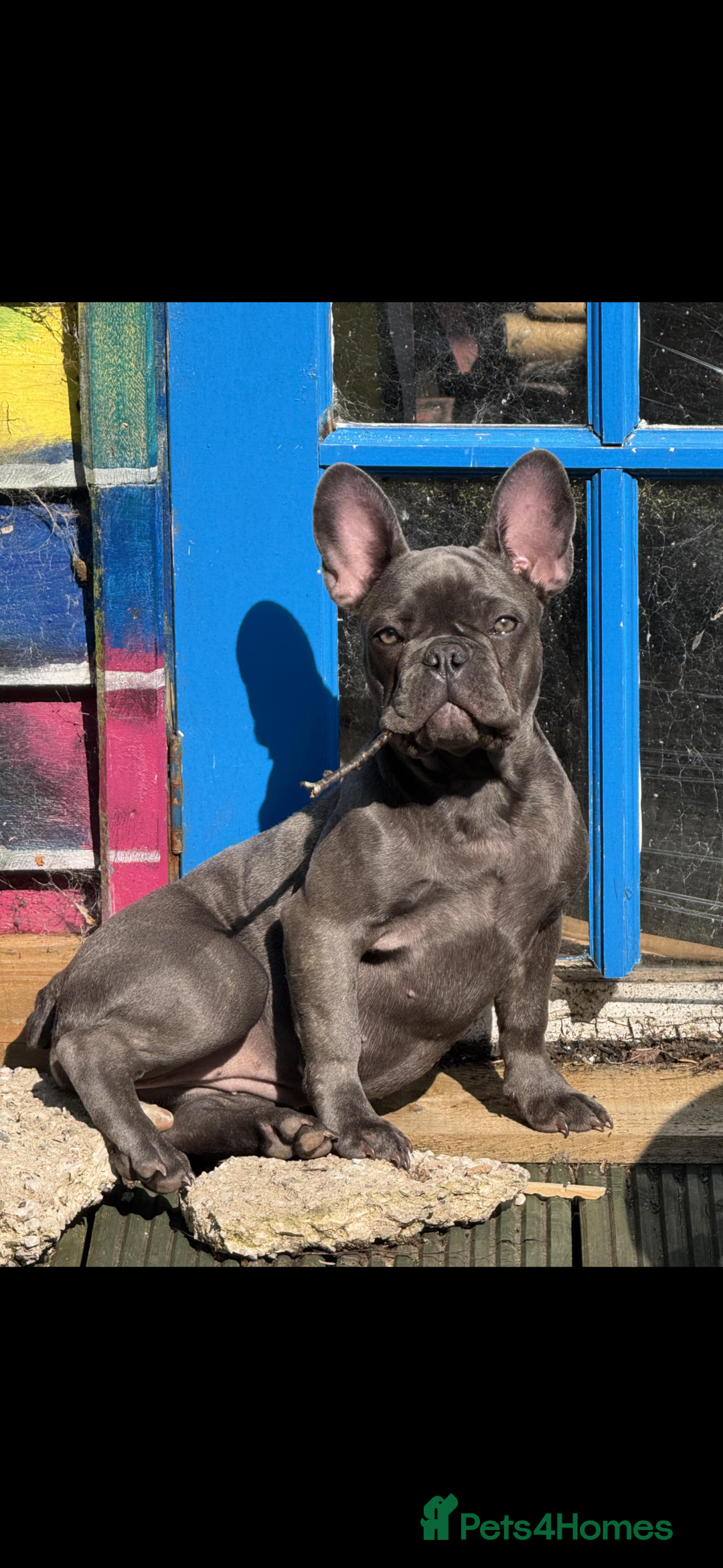 French Bulldog dogs for sale: Abi French bulldog - Image 1
