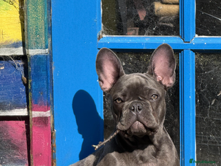 French Bulldog dogs - Advert 3