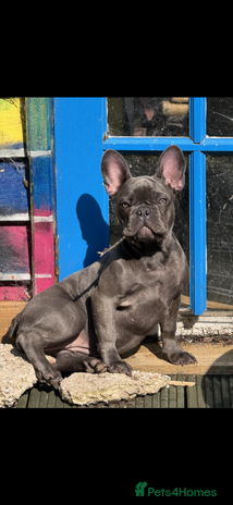 French Bulldog dogs - Advert 1