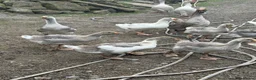 Geese poultry for sale: Franconian & Toulouse geese - Advert 4