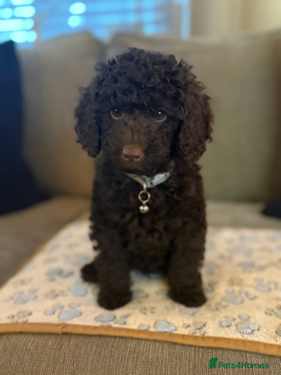 Cockapoo dogs for sale: Ready to leave chocolate boy  - Advert 4