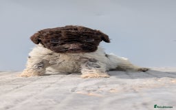 Lagotto Romagnolo dogs for sale: Adorable Lagotto Pups - Image 3