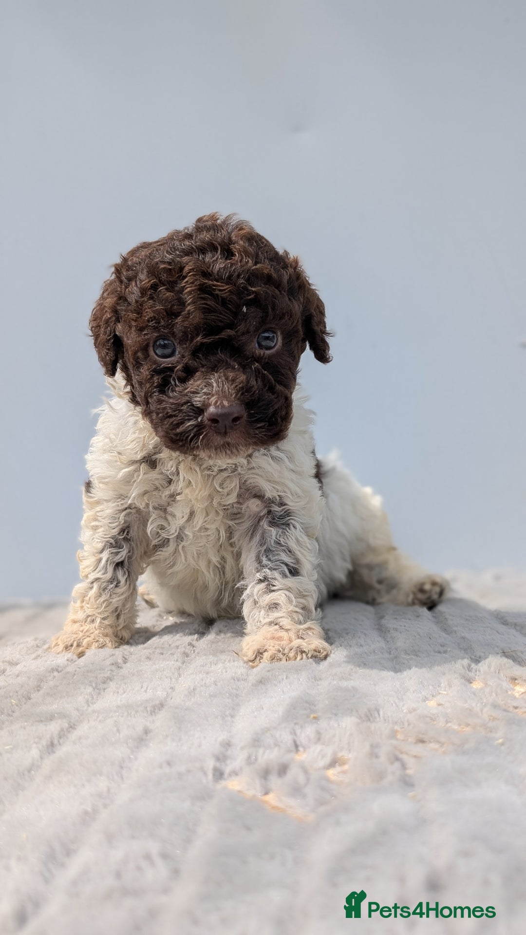 Lagotto Romagnolo dogs for sale: Adorable Lagotto Pups - Image 3