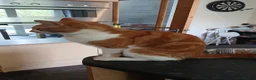 Mixed Breed cats for sale: 2 Boys Looking for their forever home! - Advert 4