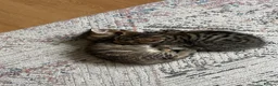 Mixed Breed cats for sale: Tabby kittens for sale in pair, sister and brother in Haverhill - Advert 2