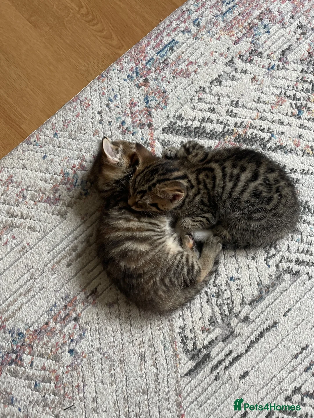 Mixed Breed cats for sale: Tabby kittens for sale in pair, sister and brother in Haverhill - Advert 2