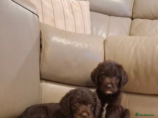 Labradoodle dogs Beautful labradoodle puppies available for sale - Advert 2